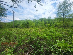 Plott Balkanets, region Lovech 6