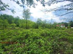 Plott Balkanets, region Lovech 4