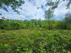 Plott Balkanets, region Lovech 1