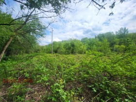 Plott Balkanets, region Lovech 5