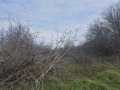 Продава ЗЕМЕДЕЛСКА ЗЕМЯ, с. Петров дол, област Варна, снимка 5