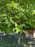Продава КЪЩА, с. Ракита, област Плевен, снимка 13