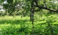 Продава ПАРЦЕЛ, с. Добромирка, област Габрово, снимка 4