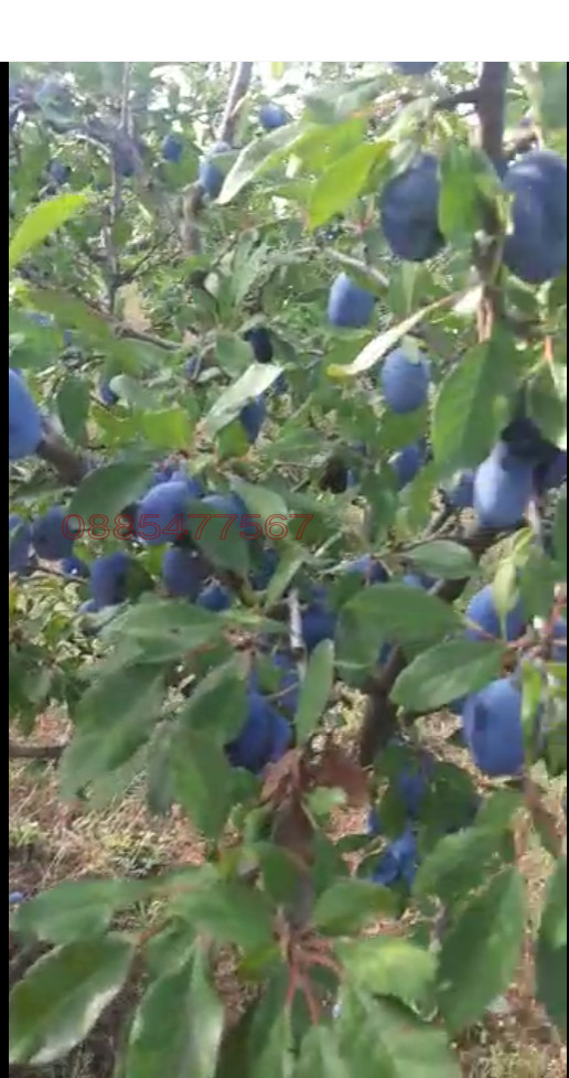 ������� ���������� ���� | Imot.bg � ����������� 5