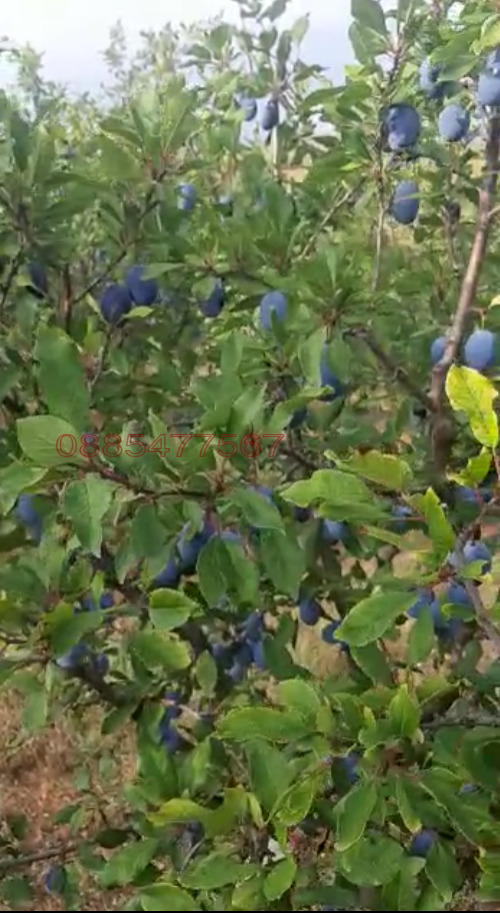 ������� ���������� ���� | Imot.bg � ����������� 6