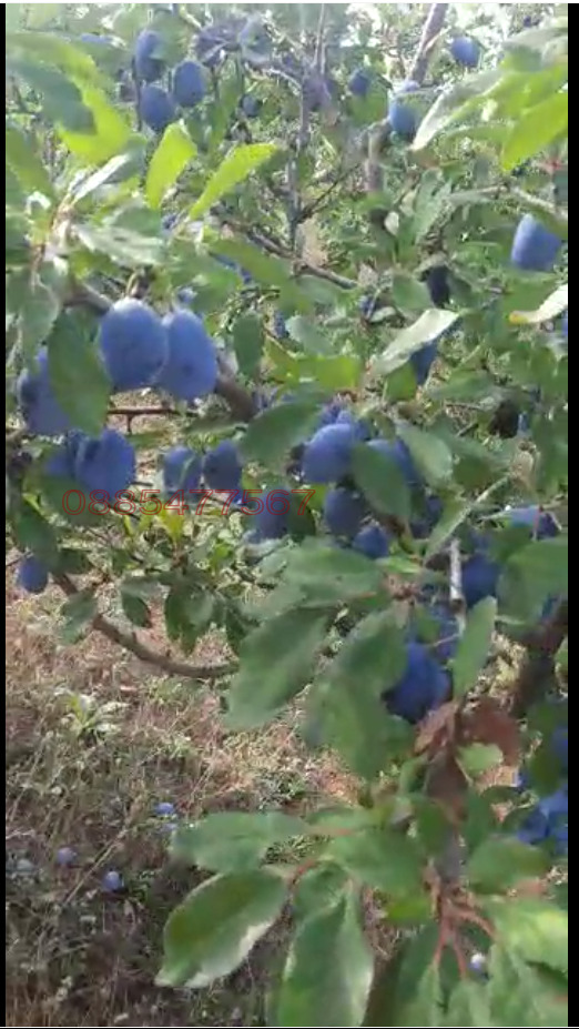 ������� ���������� ���� | Imot.bg � ����������� 7