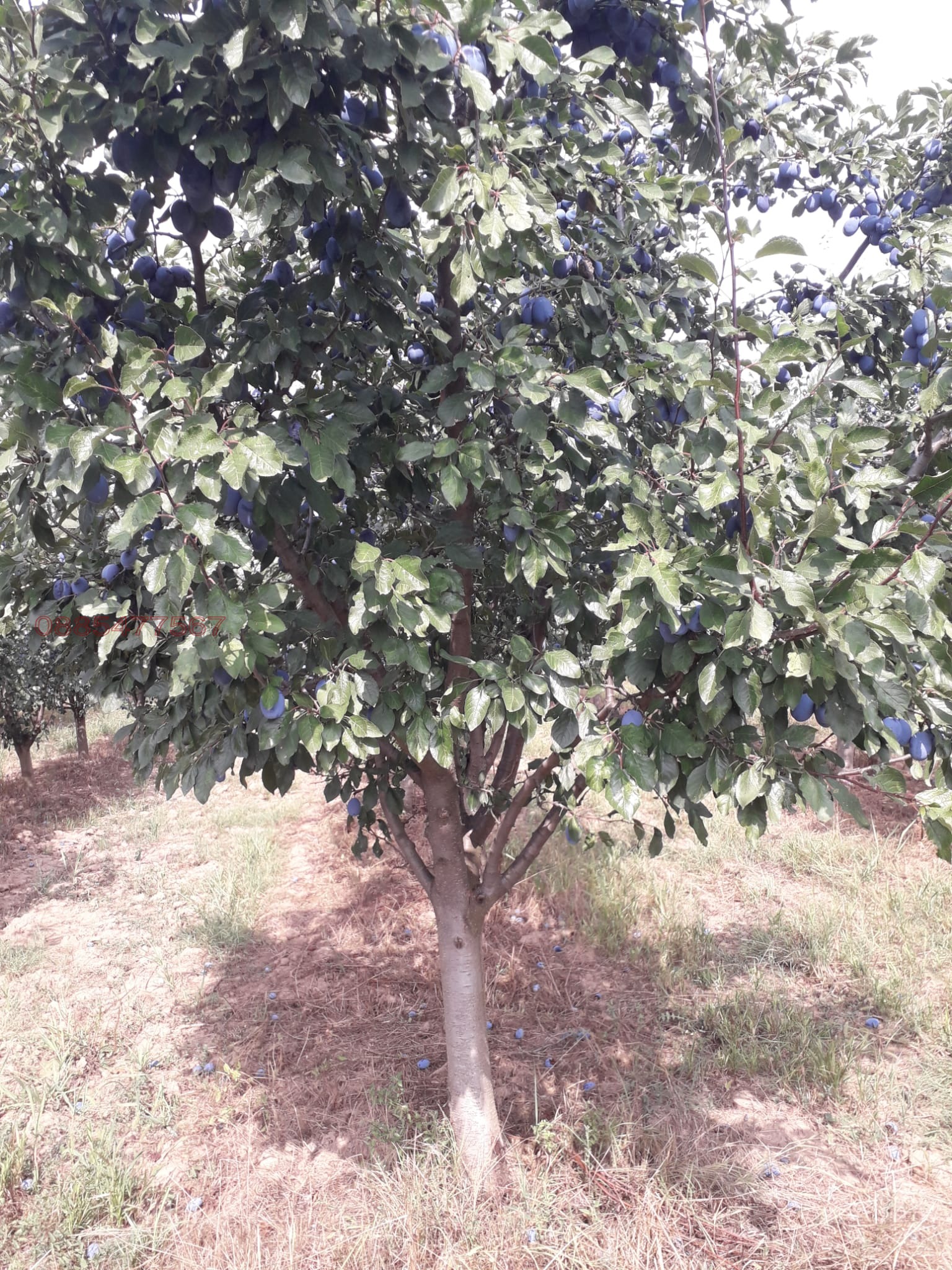 ������� ���������� ���� | Imot.bg � ����������� 11