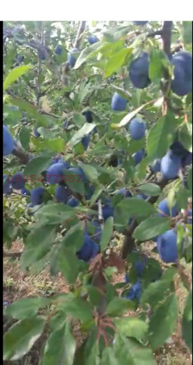 ������� ���������� ���� | Imot.bg � ����� ������ 10