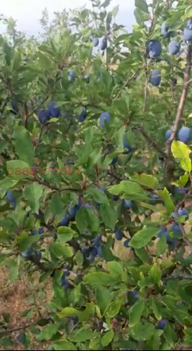 ������� ���������� ���� | Imot.bg � ����� ������ 6