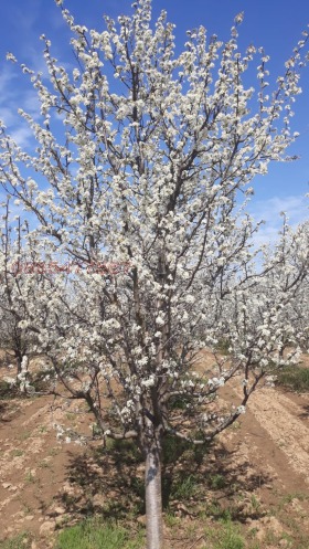 ������� ���������� ���� | Imot.bg � ����� ������ 13