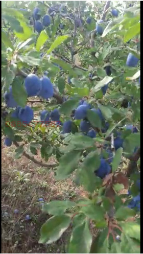 ������� ���������� ���� | Imot.bg � ����� ������ 7