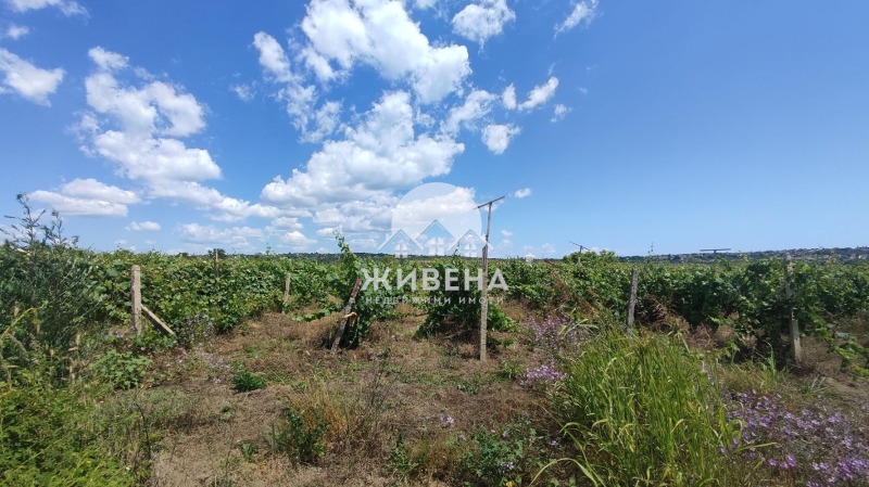 Na prodej  Spiknutí Varna , m-t Kantara , 2925 m2 | 91832774 - obraz [8]