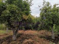 Продава КЪЩА, област Добрич, гр. Балчик • 110000 € / 215141.30 лв. • 94784646 12