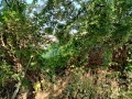 Продава ПАРЦЕЛ, град София, Бояна • 370000 € • 57629919 — Holmes.bg