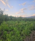 Продава ЗЕМЕДЕЛСКА ЗЕМЯ, с. Жабокрът, област Кюстендил, снимка 2