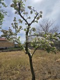 Продава КЪЩА, с. Неофит Рилски, област Варна, снимка 10