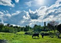 Продава ПАРЦЕЛ, с. Буховци, област Търговище, снимка 1