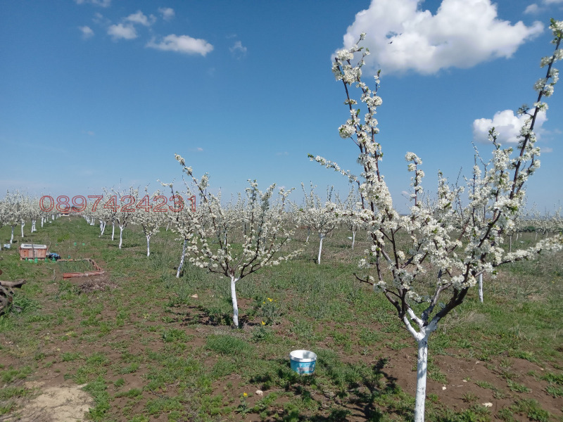 Продава ЗЕМЕДЕЛСКА ЗЕМЯ, гр. Варна, м-т Добрева чешма, снимка 2 - Земеделска земя - 52783873