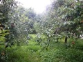 Продава КЪЩА, област Монтана, гр. Берковица • 100000 € • 64921583 — Holmes.bg