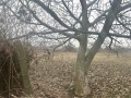 Продава ПАРЦЕЛ, област Стара Загора, с. Арнаутито • 8500 € • 36989085 — Holmes.bg