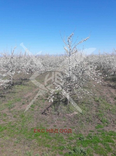 Продается  Сюжет область Пловдив , Цалапица , 8000 кв.м | 45513802 - изображение [2]