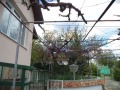 Продава КЪЩА, гр. Балчик, област Добрич, снимка 2