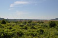 Продава ПАРЦЕЛ, с. Рогачево, област Добрич, снимка 2