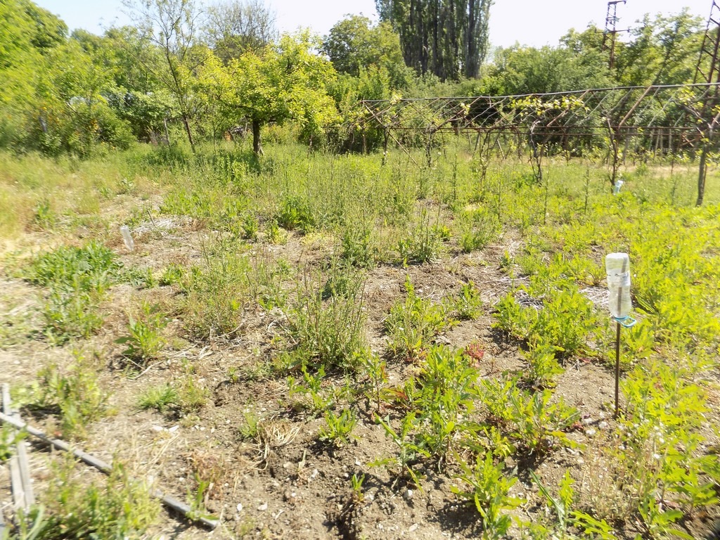 Продава ВИЛА, с. Петлино, област Кърджали, снимка 7 - Вили - 55042403