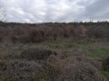 Продава ПАРЦЕЛ, с. Оброчище, област Добрич, снимка 5