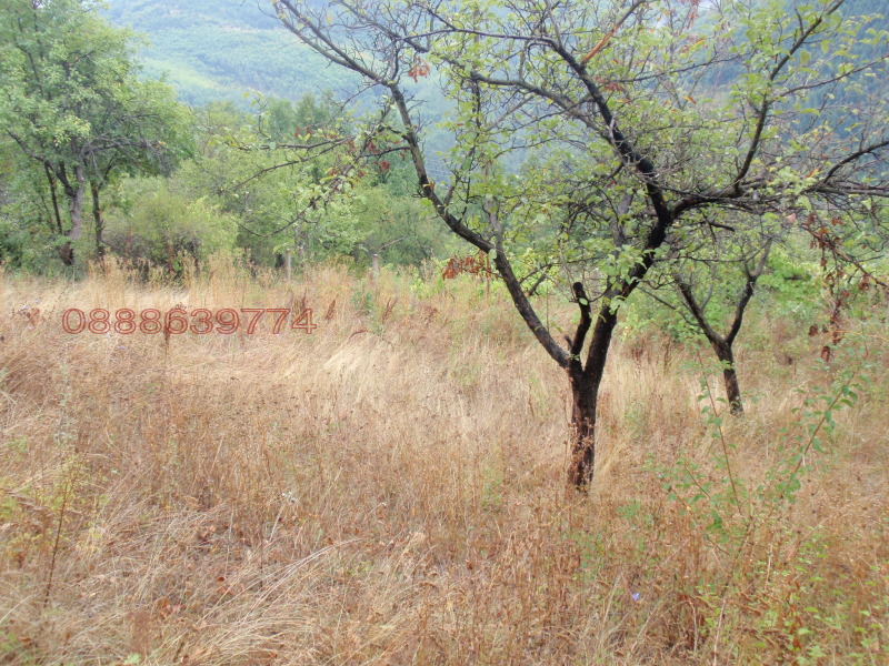 Продава КЪЩА, гр. Своге, област София област, снимка 9 - Къщи - 53141401