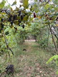 Продава ПАРЦЕЛ, гр. Варна, Виница, снимка 3