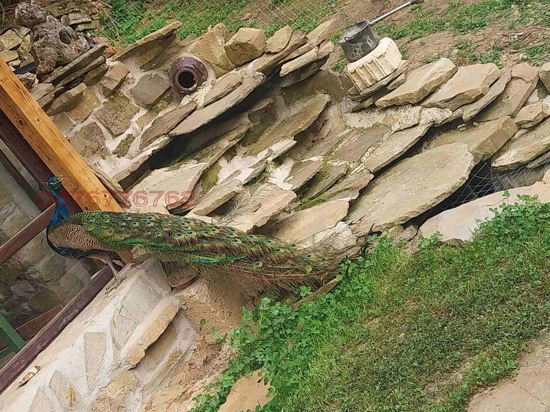 Продава КЪЩА, с. Ребърково, област Враца, снимка 17 - Къщи - 52796995