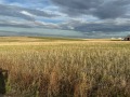 Продава ПАРЦЕЛ, с. Гурмазово, област София област, снимка 2