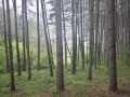 Продава  Земеделска земя област Благоевград , гр. Гоце Делчев , 35 дка | 88196491 - изображение [15]