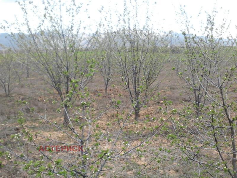 Te koop  Land regio Kjoestendil , Smotsjevo , 13 dka | 56233954 - afbeelding [4]