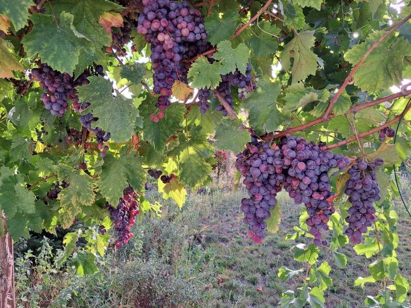 Продава КЪЩА, с. Тракия, област Стара Загора, снимка 7 - Къщи - 52769948