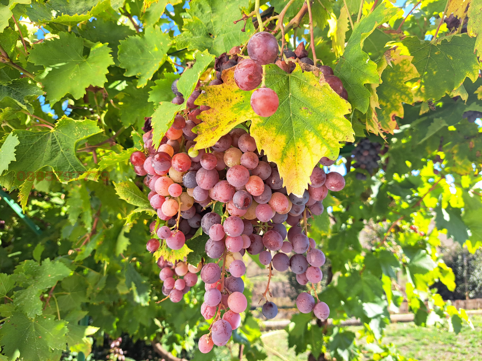 Продава КЪЩА, с. Тракия, област Стара Загора, снимка 15 - Къщи - 54888795
