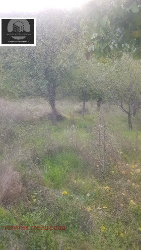 Grund Krajni dol, region Kyustendil 1