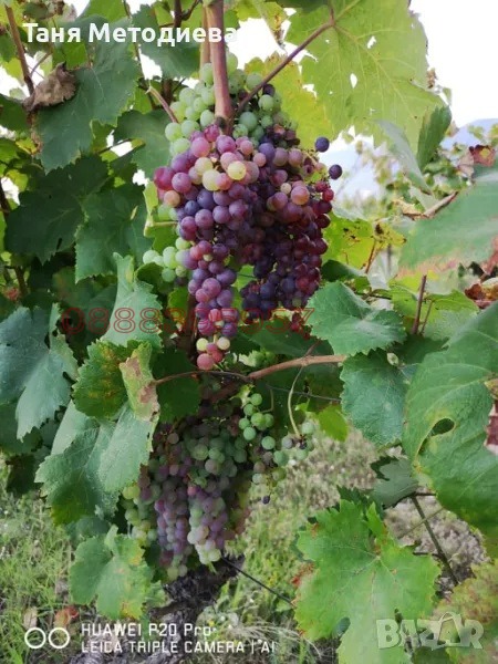 ������� ���������� ���� | Imot.bg � ����������� 1