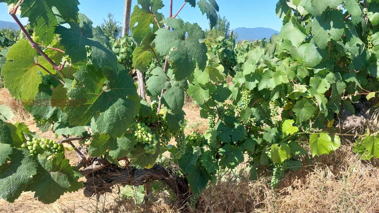 ������� ���������� ���� | Imot.bg � ����������� 6