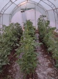 Продава КЪЩА, гр. Долни Дъбник, област Плевен, снимка 13
