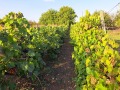 Продава БИЗНЕС ИМОТ, с. Тракия, област Стара Загора, снимка 8