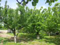 Продава БИЗНЕС ИМОТ, с. Тракия, област Стара Загора, снимка 3