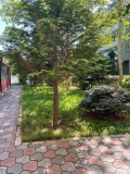 Продава 1-СТАЕН, област Бургас, к.к. Слънчев бряг • 58500 € • 24526105 — Holmes.bg