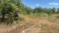 Продава ЗЕМЕДЕЛСКА ЗЕМЯ, с. Горна Гращица, област Кюстендил, снимка 4