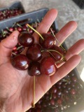 Продава ЗЕМЕДЕЛСКА ЗЕМЯ, с. Горна Гращица, област Кюстендил, снимка 1