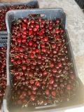 Продава ЗЕМЕДЕЛСКА ЗЕМЯ, с. Горна Гращица, област Кюстендил, снимка 15