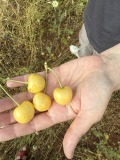 Продава ЗЕМЕДЕЛСКА ЗЕМЯ, с. Горна Гращица, област Кюстендил, снимка 10