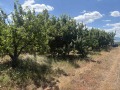 Продава  Земеделска земя област Кюстендил , с. Горна Гращица , 15 дка | 69882656 - изображение [8]