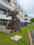 Продава 2-СТАЕН, град София, Горубляне • 170000 € • 11333313 — Holmes.bg